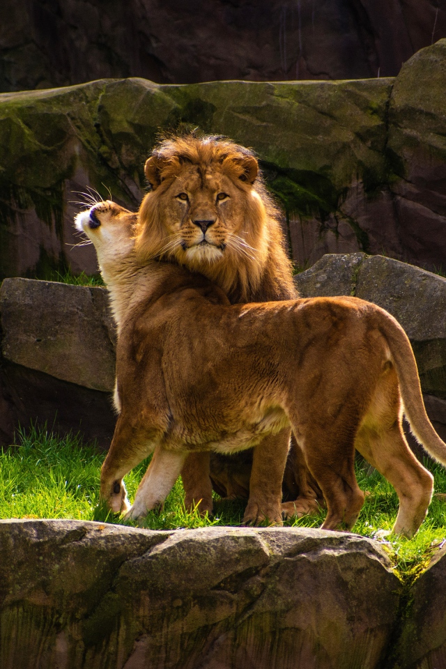 Грациозные лев и львица в зоопарке