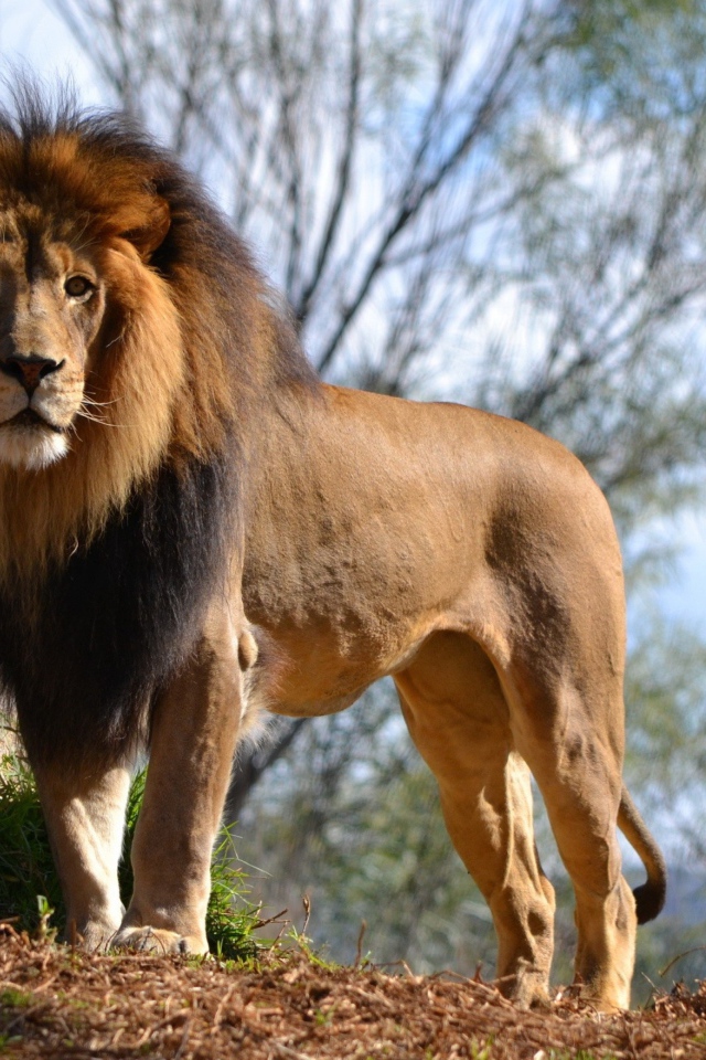 Большой грациозный лев у камня