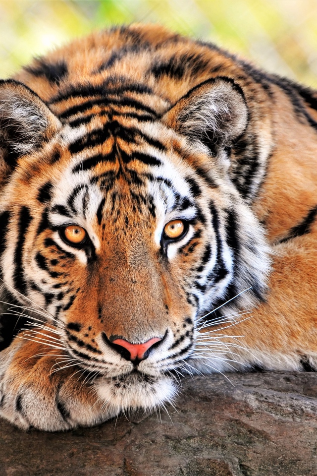 Большой величественный тигр крупным планом