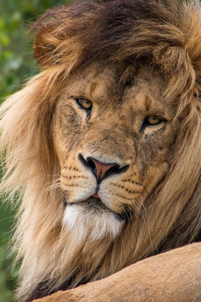 Большой серьезный лев  с пышной гривой