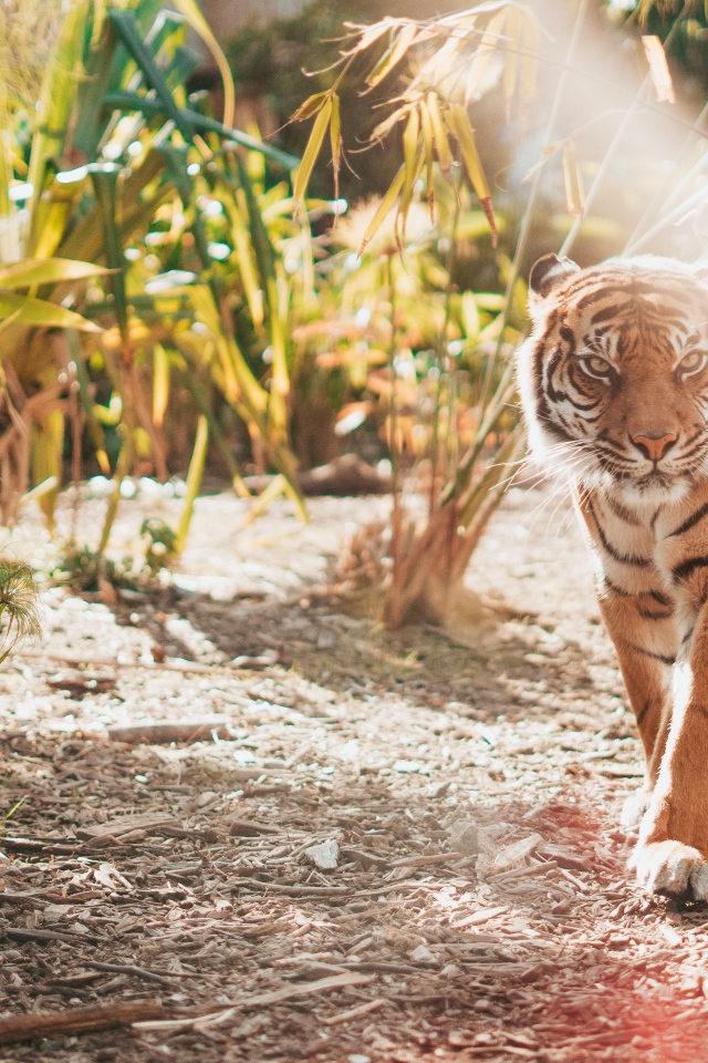 Большой полосатый тигр в зарослях бамбука