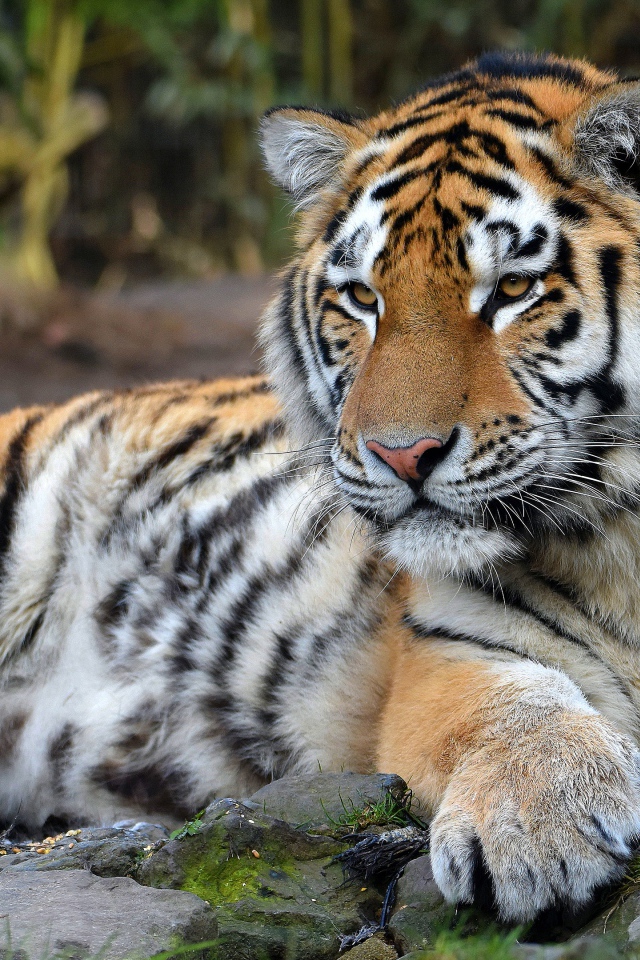 Большой полосатый тигр с большими лапами