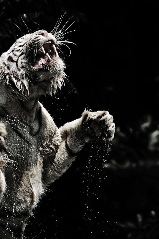 Большой тигр в воде черно белое фото