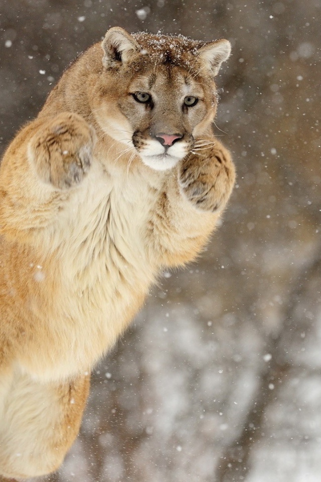 Прыжок большой пумы зимой