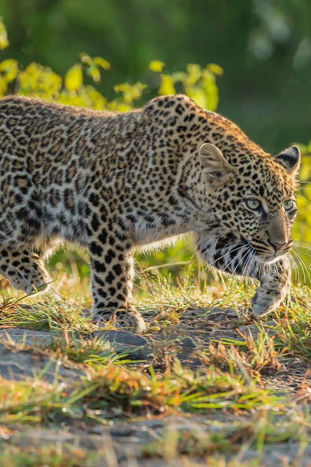 Леопард крадется по траве