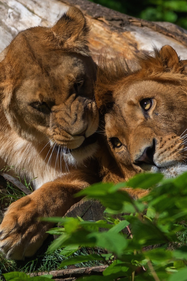 Лев и львица лежат на дереве 