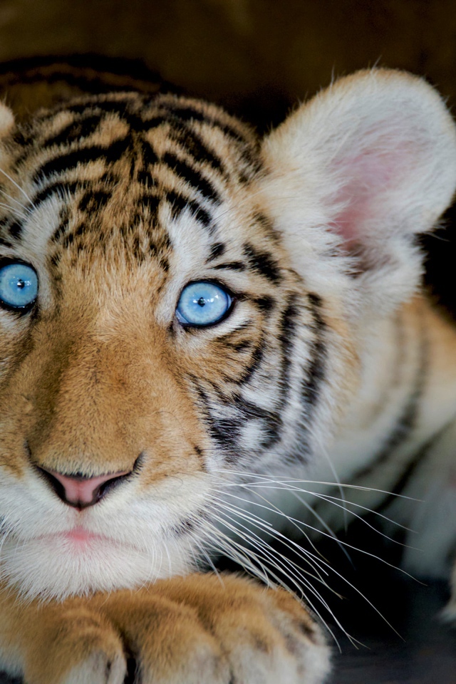 Маленький красивый голубоглазый тигренок