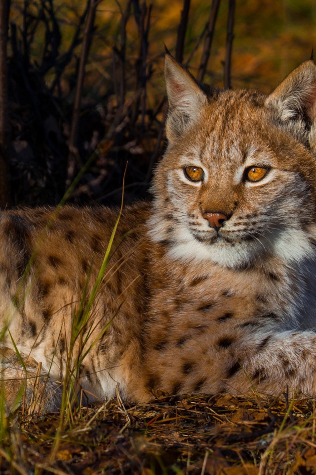 Маленькая кареглазая рысь лежит на земле 