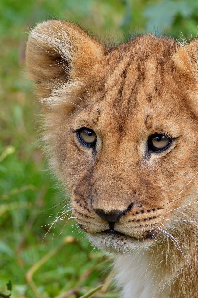 Маленький забавный львенок крупным планом