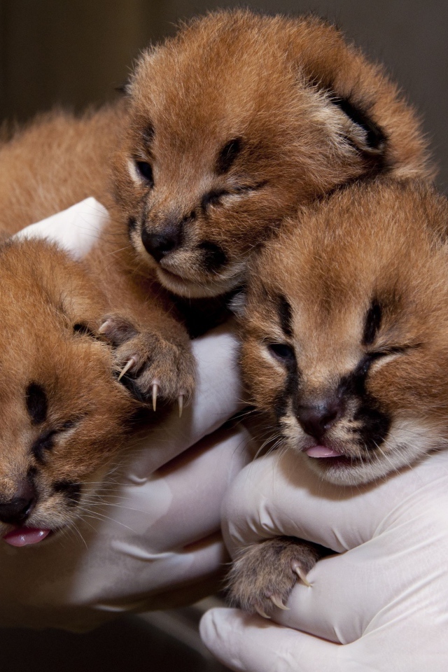 Маленькие котята каракала в руках