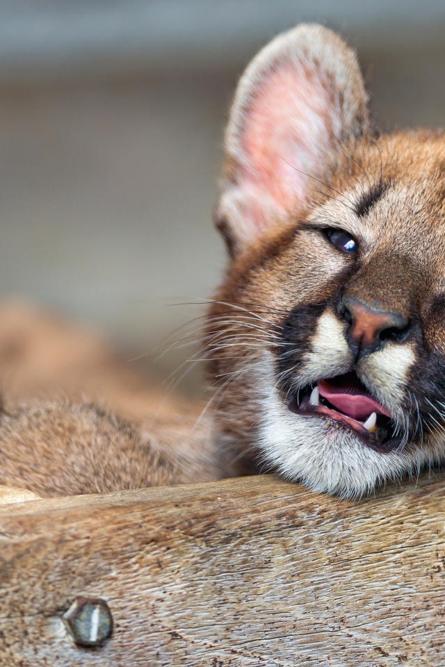 Маленький котенок пумы