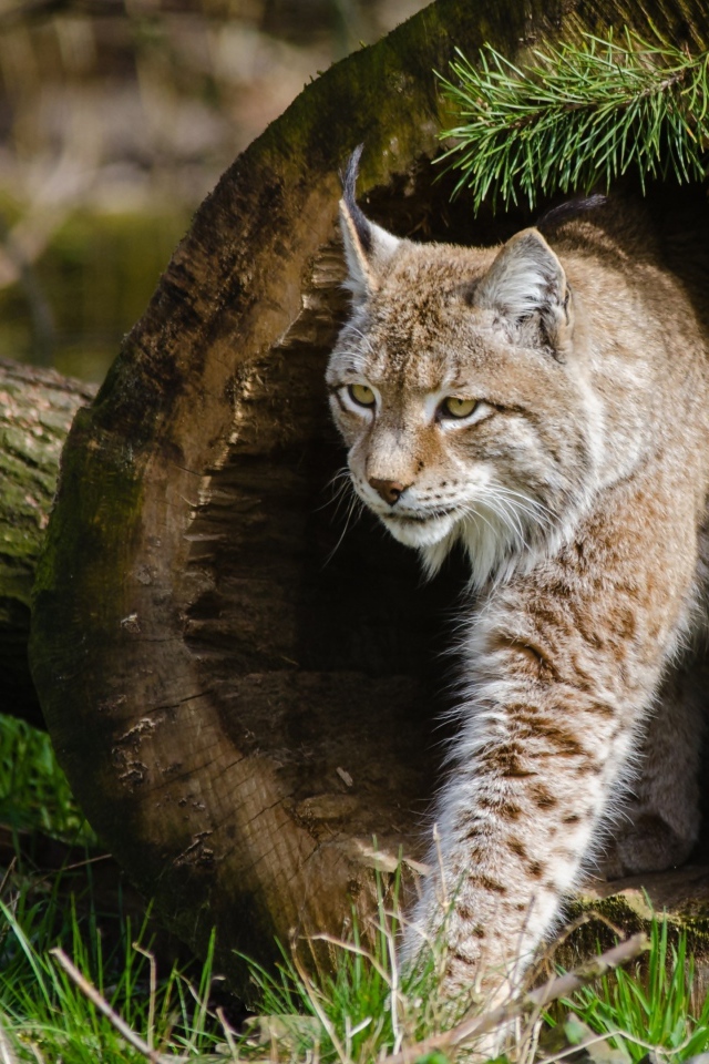 Рысь в сухом дереве в сосновом лесу