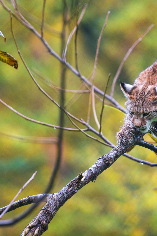 Рысь крадется по ветке дерева