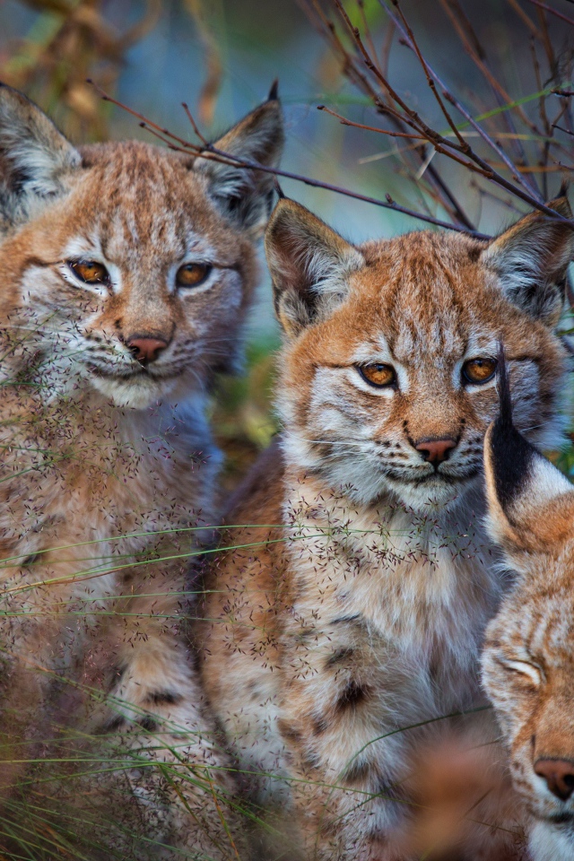 Рысь с маленькими детенышами в траве