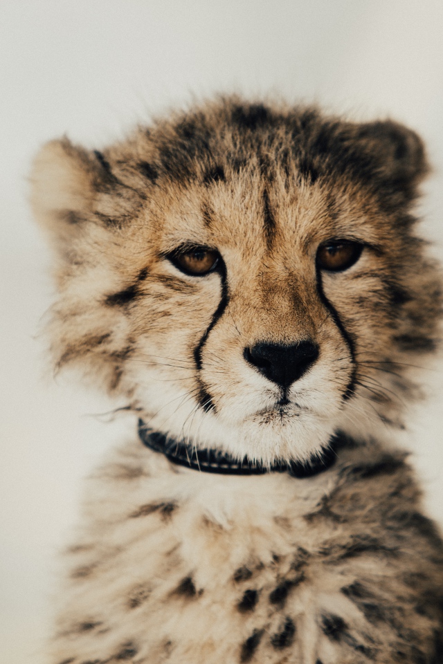 Морда гепард крупным планом