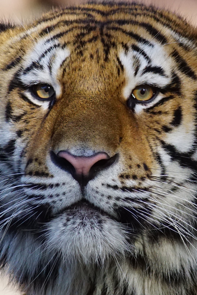 Морда большого полосатого тигра крупным планом