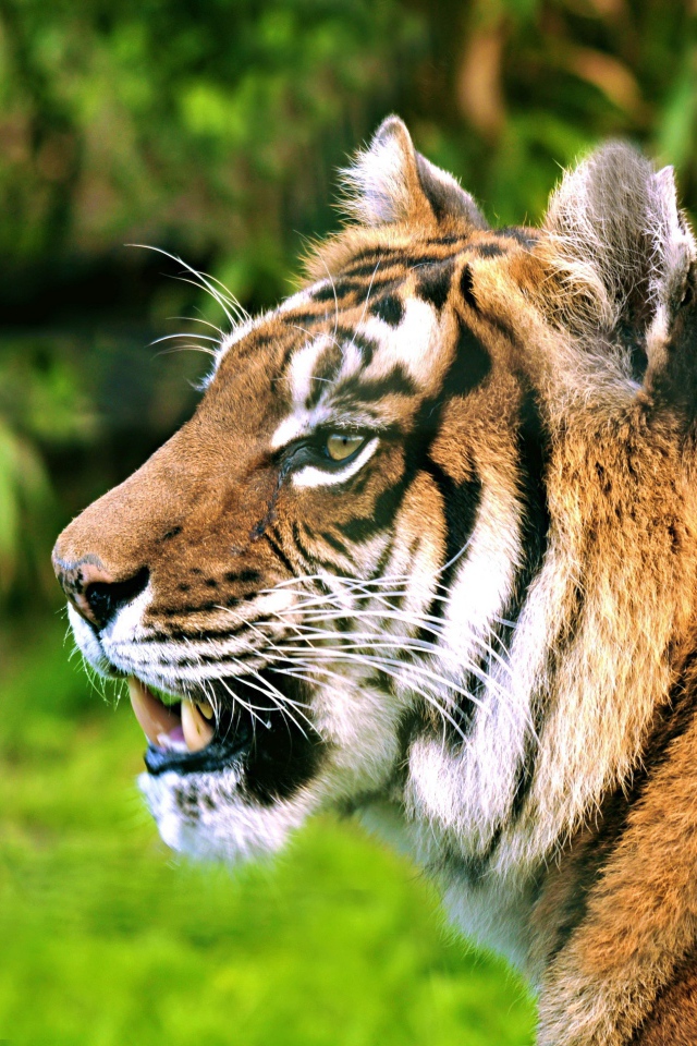 Морда полосатого тигра с открытой пастью