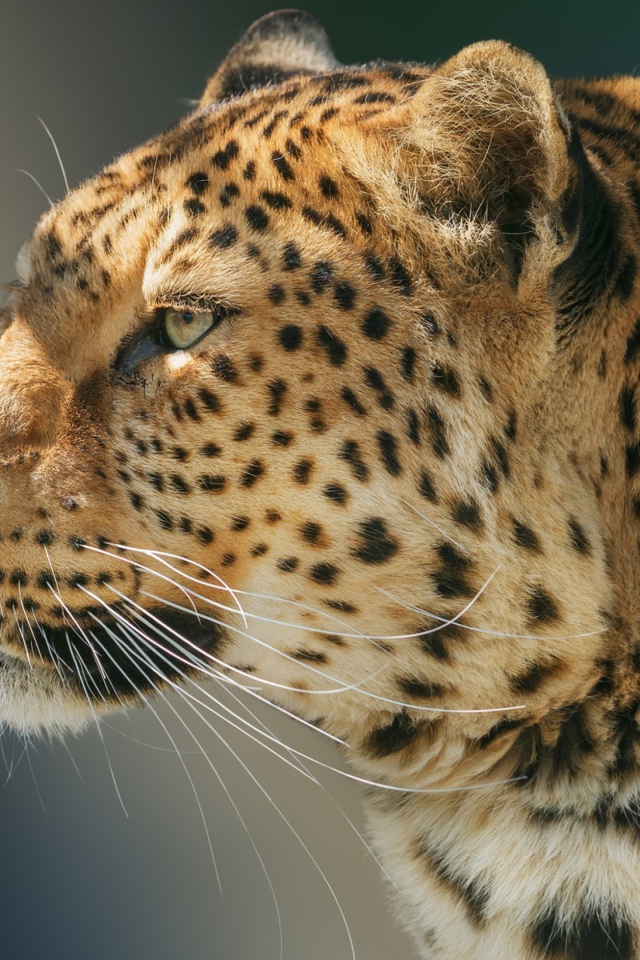 Морда ягуара вид сбоку 