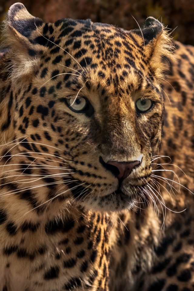 Испуганный большой леопард 