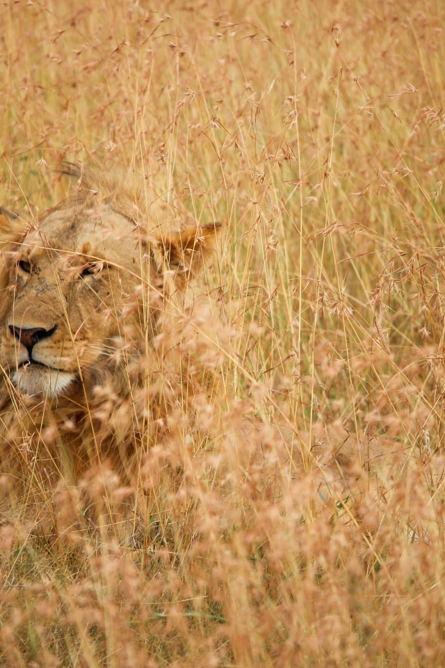 Серьезная большая львица лежит в траве