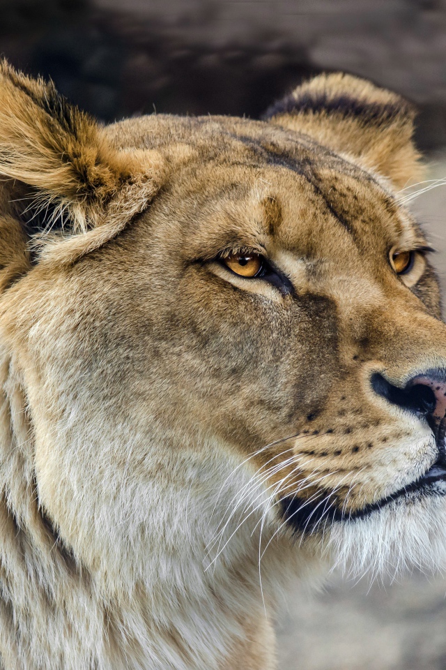 Серьезная морда большой львицы 