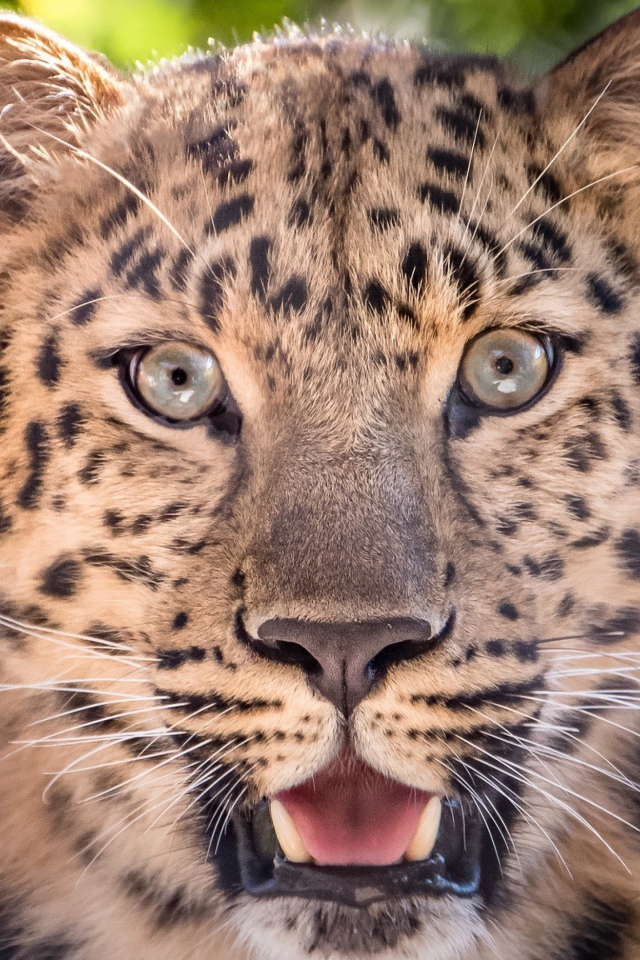 Пятнистый леопард с открытой пастью
