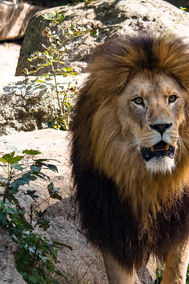 Грозный большой лев в зоопарке 