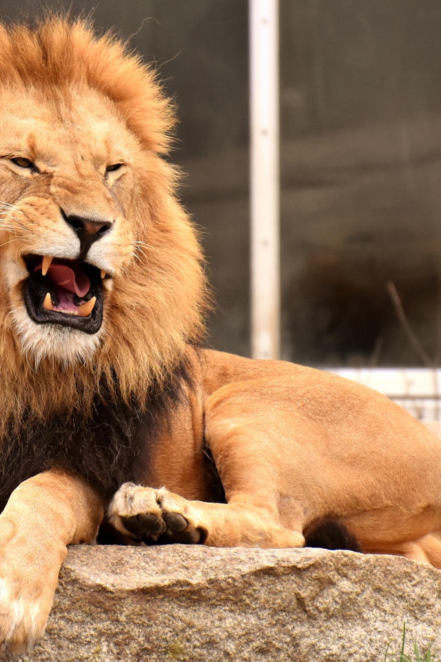 Грозный большой лев лежит на камне