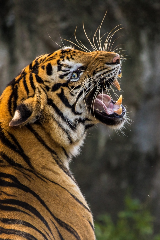 Грозный оскал большого полосатого тигра 