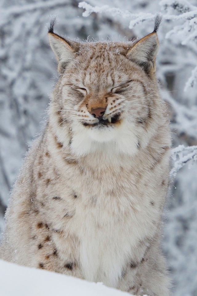 Грозная рысь на фоне покрытых инеем веток зимой 
