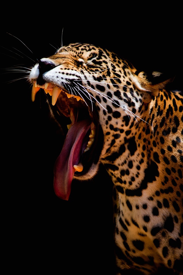 Большой леопард зевает на черном фоне