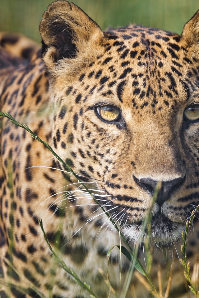 Большой пятнистый леопард сидит в траве