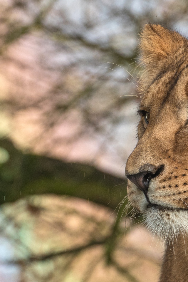Взгляд  большой серьезной львицы