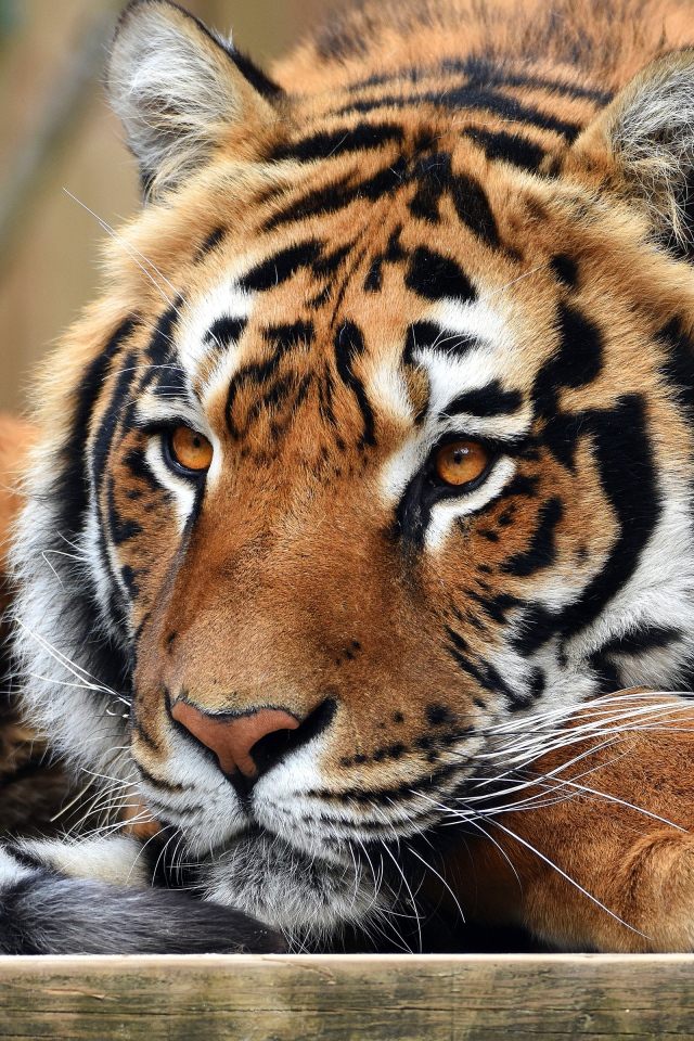 Взгляд большого полосатого тигра
