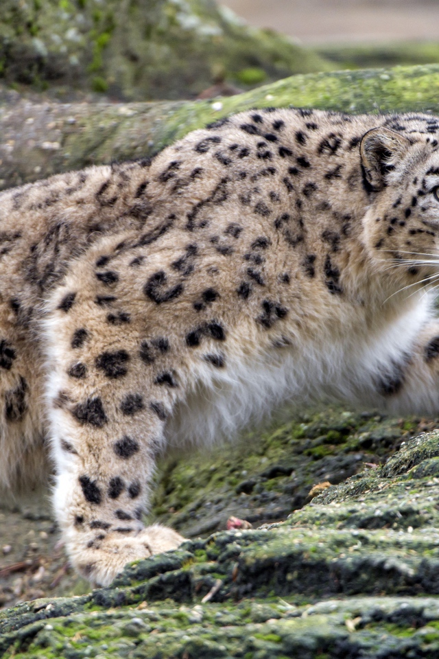 Снежный барс крадется по камням