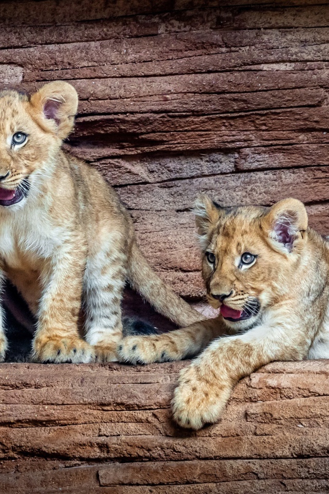 Три маленький львенка в зоопарке