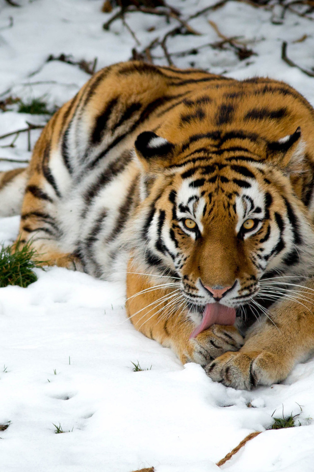 Тигр лижет лапу лежа на снегу