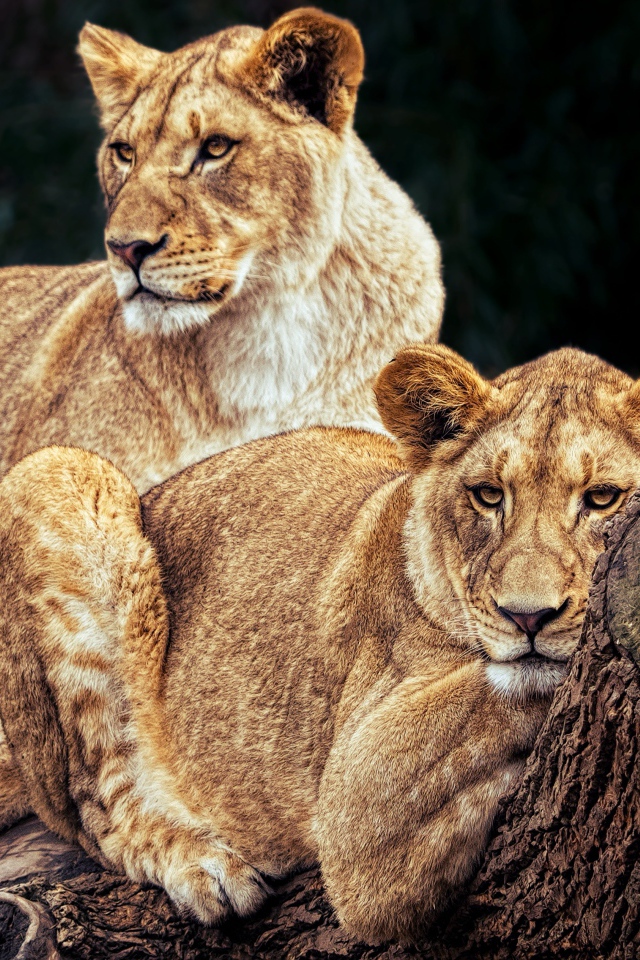 Две большие львицы лежат на дереве