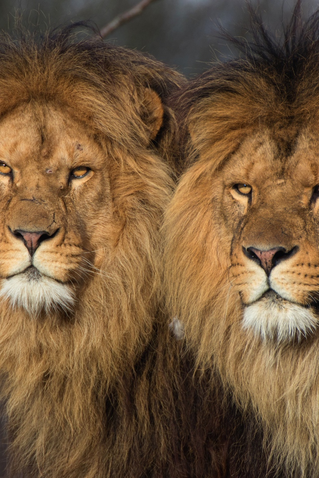 Два больших серьезных льва