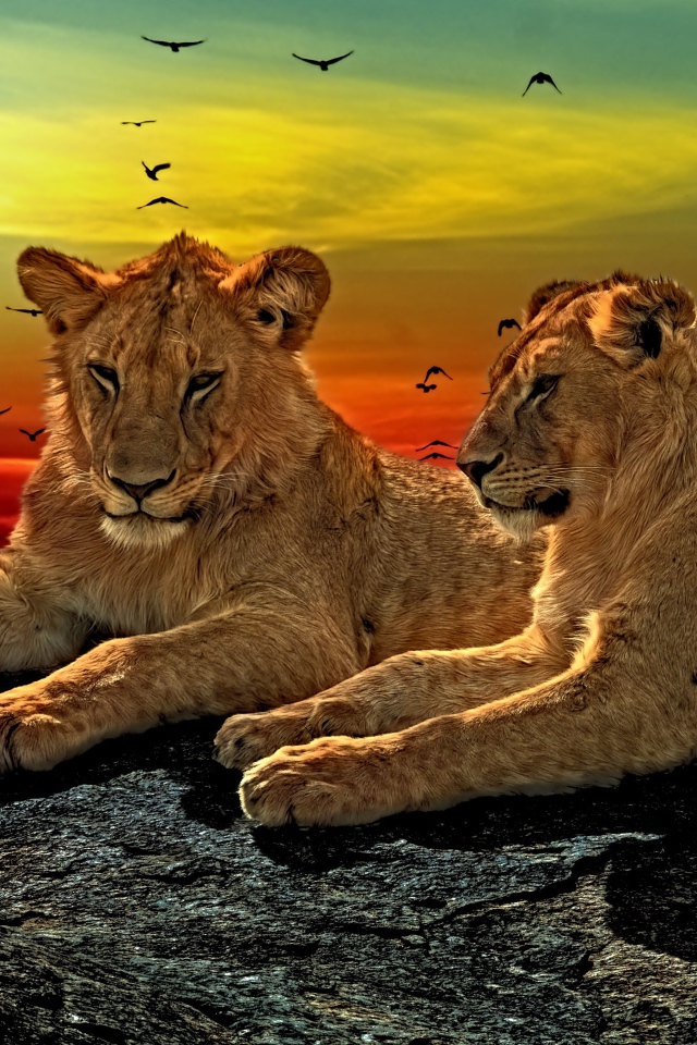 Две львицы лежат на камне на закате солнца