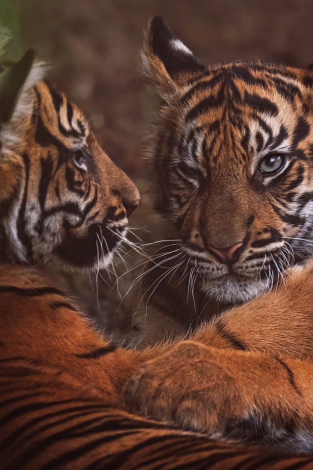 Два маленький тигренка играют