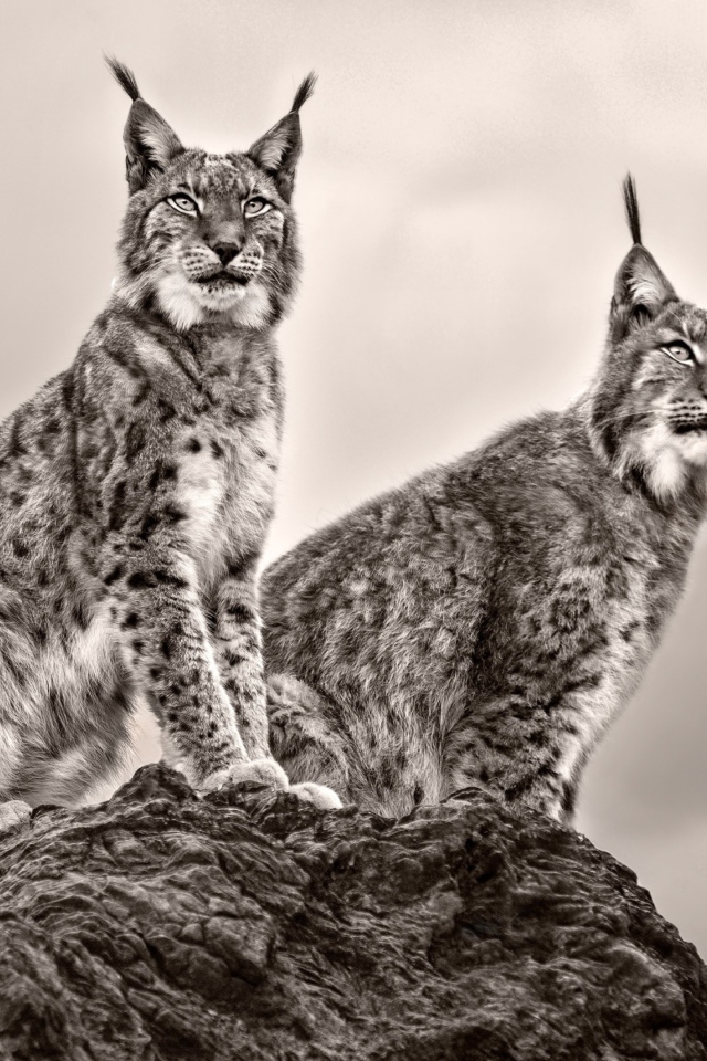 Две рыси сидят на камне