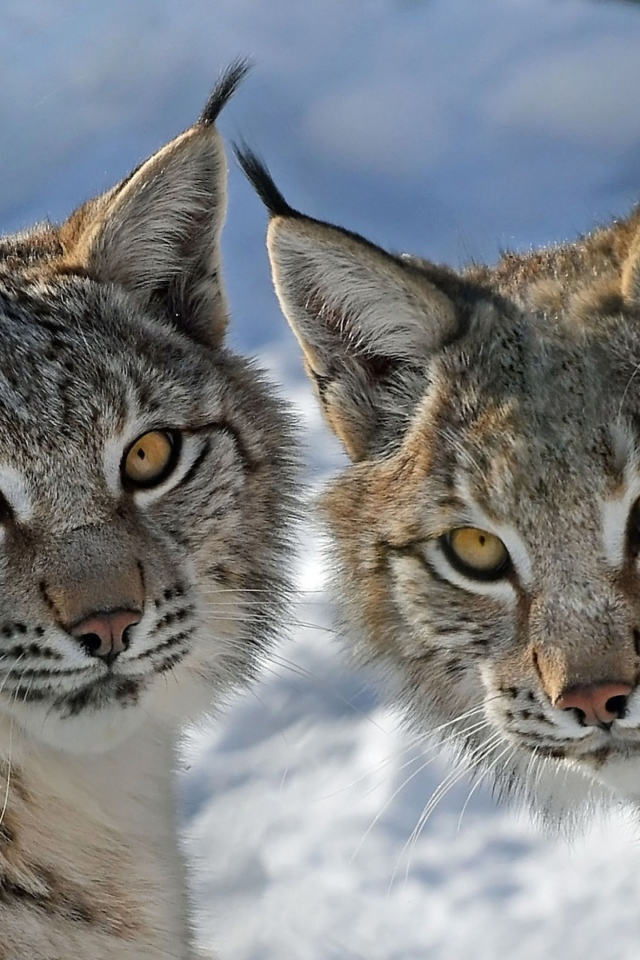 Две рыси зимой крупным планом 