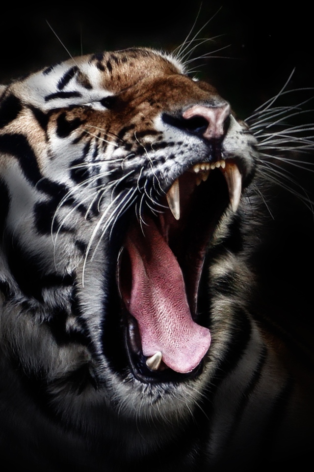 Зевающий тигр на черном фоне