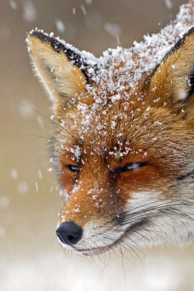 Хитрая лисья морда в снегу