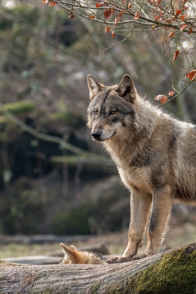 Серая волчица с волчонком стоит на покрытом мхом дереве