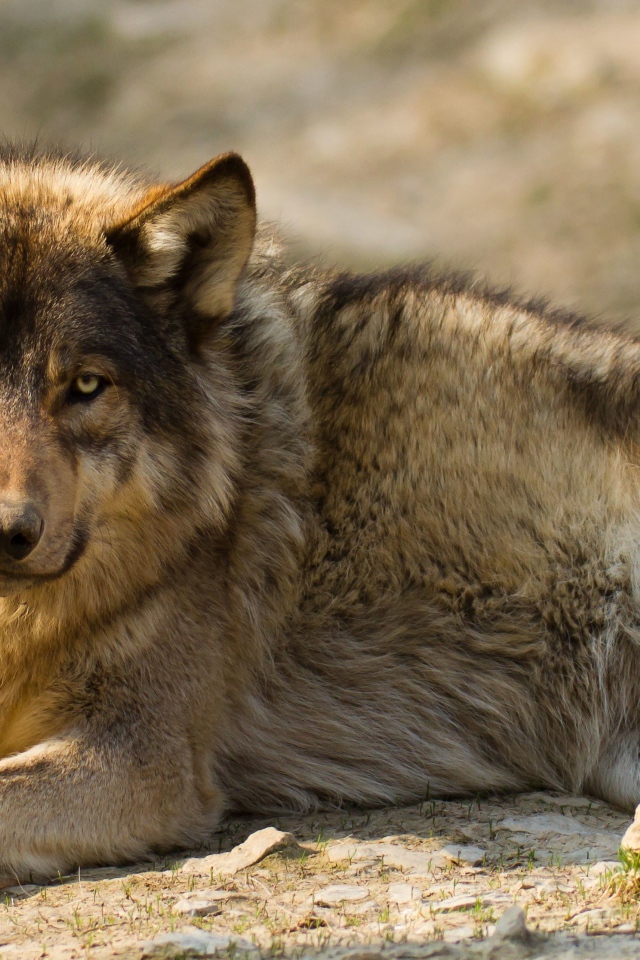 Грустный серый волк лежит на земле
