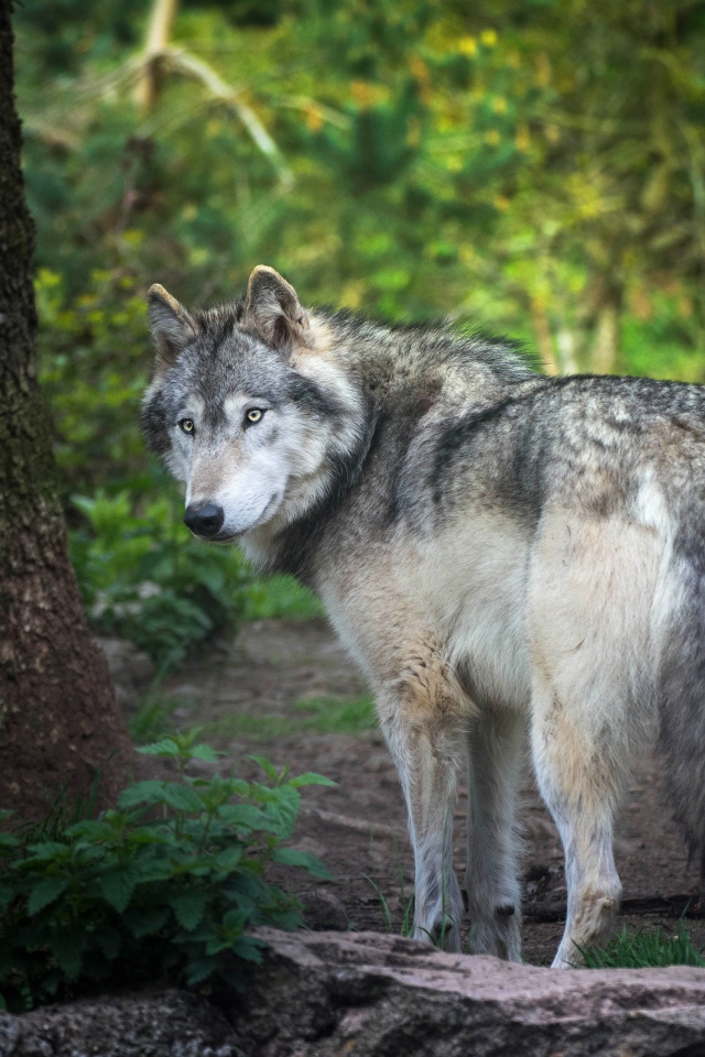 Большой серый волк стоит у дерева в лесу