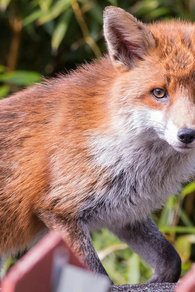 Хитрая хищная рыжая лиса крупным планом