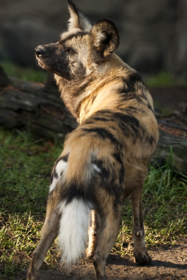 Гиена у сухого дерева 